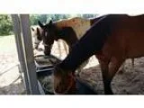 AKC Black Labrador Retriever Puppies