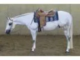 Supreme gelding Quarter Horse for sale