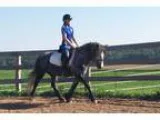 Rare Dappled Grey Fell Pony Mare