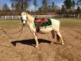 Adopt Luna a White Paso Fino horse in cumming GA (15103449)