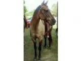 Quarter Horse For Sale