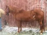 Gentle Gelding for Sale