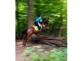 10yr old TB for sale