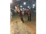 14yo 163hh TB Gelding