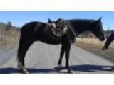 Beautiful well minded athletic Reg Dutch cross gelding