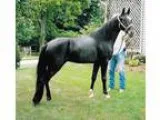 Horse for sale