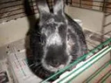 Adopt Fatty a Bunny Rabbit
