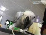 Lost my loved african grey parrot read
