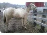 Big Beautiful APHA Buckskin Tobiano Colt