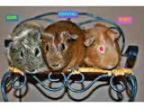 Adopt Gem Crystal and Ruby a Guinea Pig