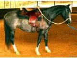Andalusian Cross Mare