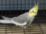 Adopt Queso a Cockatiel bird in Portland OR (15086605)