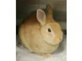 Adopt Kringle a Dwarf Bunny Rabbit