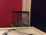 Reptile Supplies