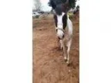 Adopt Lady Bug a Paint PaintPinto  Mixed horse in Edmond OK (151