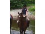 Gorgeous and Talented Large Pony for Sale