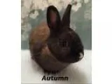Adopt Autumn a Bunny Rabbit