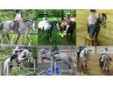 Bombproof Beginner Slow Steady 121h Mini Stirrup Pony off farm l
