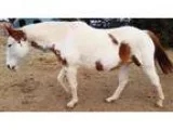 Adopt Joey a Dachshund