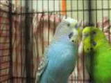Adopt Zelly a Budgie quotBudgerigar