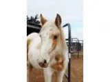 Adopt Ariat a White PaintPinto  Pony - Other  Mixed horse in Edm