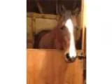 Personality Plus Bay Mare