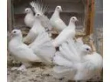 Mindian fantail Pigeons - Price 