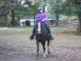 Champ Gorgeous 9 yr old 15H Walking Horse Gelding