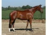 Broodmare for Sale or Lease - 16-2h Bay Hanoverian