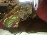 AKC Chocolate Lab Stud Services