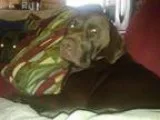 AKC Chocolate Lab Stud Services