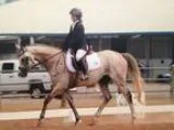Thoroughbred for Sale or Lease