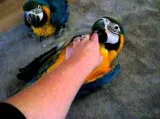 Registered Blue and Gold Macaw Parrots