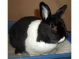 Adopt Porky a Dutch Bunny Rabbit