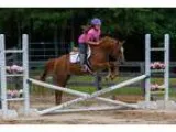 Medium Pony For Sale