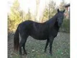 Used 2003 Keystone Montana For Sale
