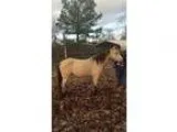 Quarter Horse Gelding For Sale