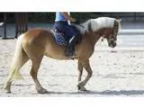 Talented Haflinger for Sale