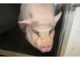 Adopt Wilbur a Pig (Farm)