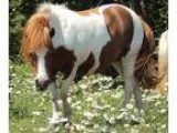Pocket Pony for sale