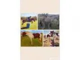High level show ponies for sale