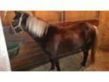 Chocolate pony for sale or trade for bigger horse