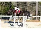 8 yea old quarter horse morgan gelding for sale