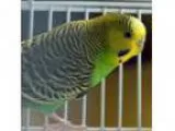 Adopt Charlie a Budgie bird in Rochester Hills MI ()