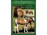 APHA PtHA Breeders Trust WP bred Bay minimal tobiano colt
