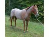 Red Roan Gelding with class