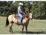 2012 Layton Joey 312