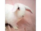 Adopt Cozmo a Mini Lop  Mixed rabbit in Escondido CA (14699054)