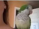 Adopt Lu-Man a Green Parakeet - Quaker bird in Tampa FL (9393328