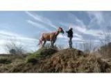 2004 Aqha Red Dun Gelding With Great Handle
